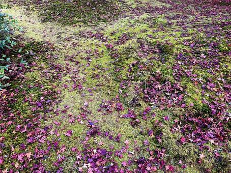 落ちた紅葉 紅葉,もみじ,赤葉の写真素材