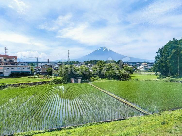 御殿場線車窓から富士山と御殿場市の水田 jr御殿場線,富士山,車窓風景の写真素材