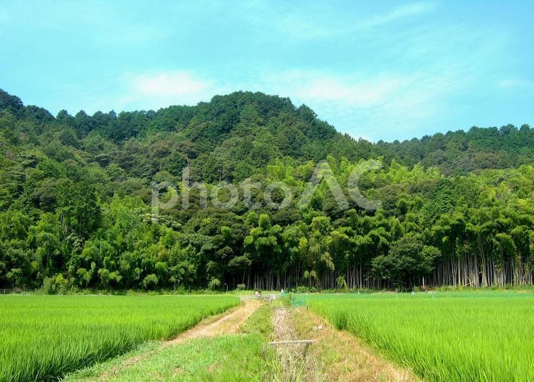 田舎の風景 自然,草はら,空の写真素材