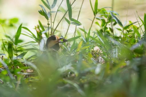 ヤマガラ(24) ヤマガラ(24) 野鳥,ヤマガラ,スズメ目の写真素材