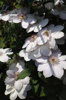 クレマチスの写真