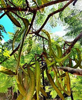 ホウオウボクの実 ホウオウボクの実の写真