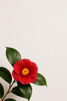 赤い椿の花 赤い椿の花の写真