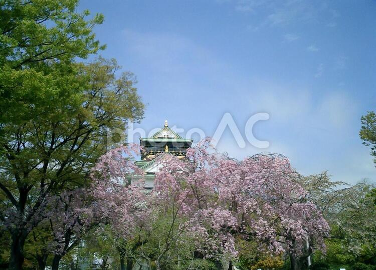 大阪城本丸の桜 大阪城,大阪の写真素材
