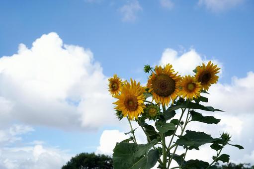 夏の空と輝くひまわり 夏の空と輝くひまわりの写真
