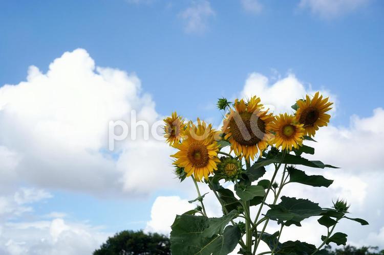夏の空と輝くひまわり ひまわり,花,植物の写真素材