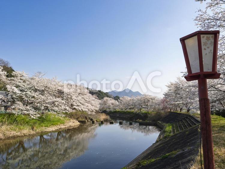 春爛漫 春爛漫,青空,お花見の写真素材