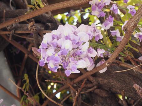 藤の花 藤の花の写真