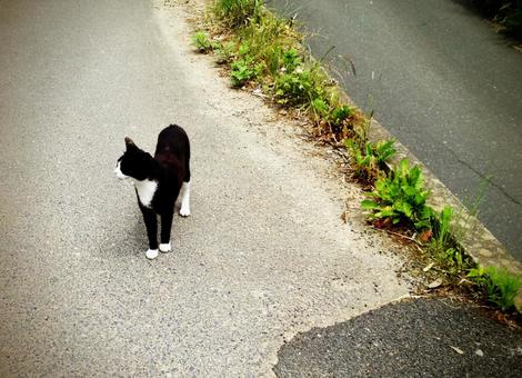 猫の島の猫 猫,ネコ,ねこの写真素材