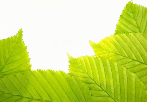 Photo, green leaves, fresh, fresh green, 
