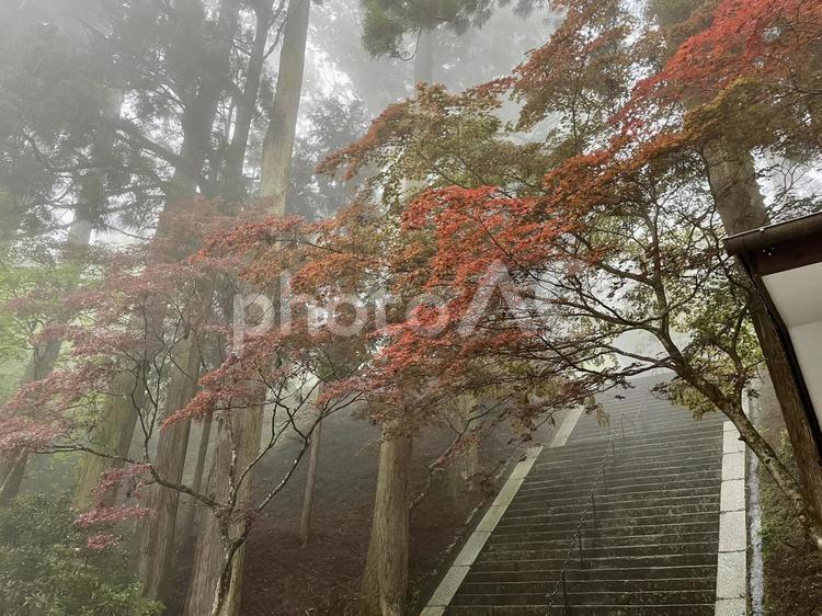 霧に包まれた石の階段 霧,木々,木の写真素材