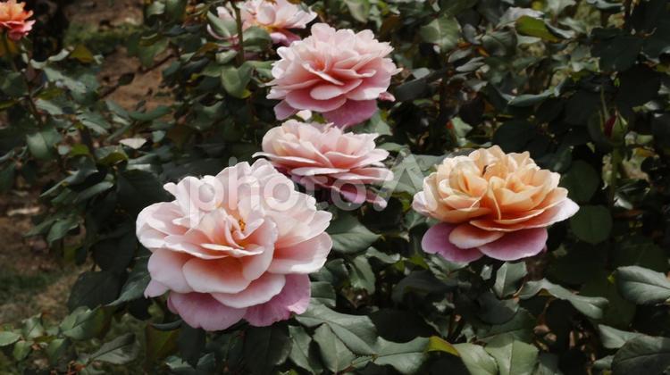 【花の写真】ばらの花 rose,植物,園芸の写真素材