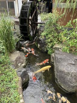 錦鯉と水車 鯉,錦鯉,水車の写真素材