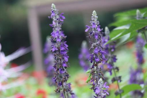 サルビアディビノラムの紫色の花のアップの写真