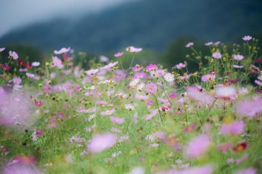 コスモス コスモスの写真