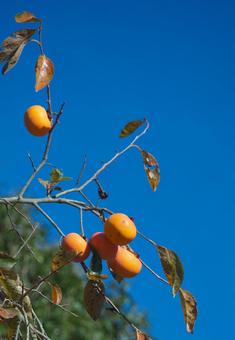 秋の終わりの柿 植物,食べ物,柿の写真素材