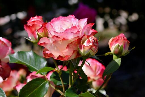 薔薇　ジュビレデュプランスドゥモナコ 薔薇,ジュビレデュプランスドゥモナコ,ピンクの写真素材