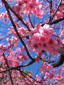 梅の花 梅の花の写真