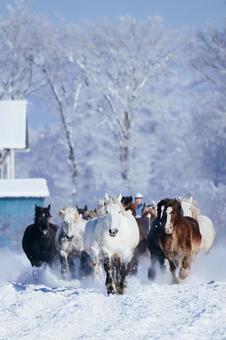 冬に走る馬の群れ 馬,冬,馬追いの写真素材