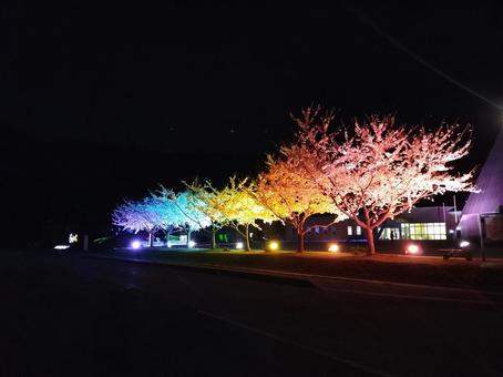 夜桜 夜桜の写真