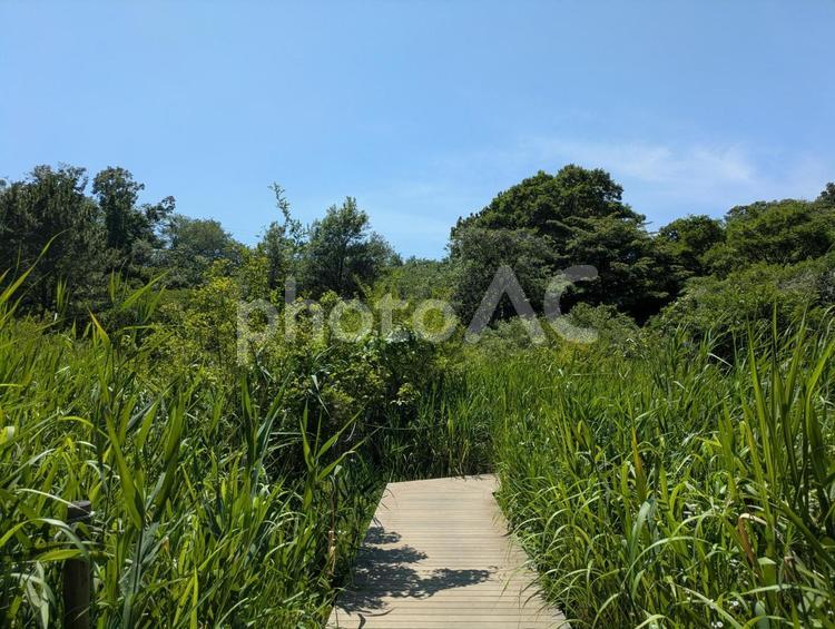 夏空と草木の道 山,夏,草の写真素材
