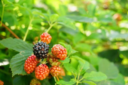 ブラックベリー ブラックベリー ブラックベリー,木の実,植物の写真素材