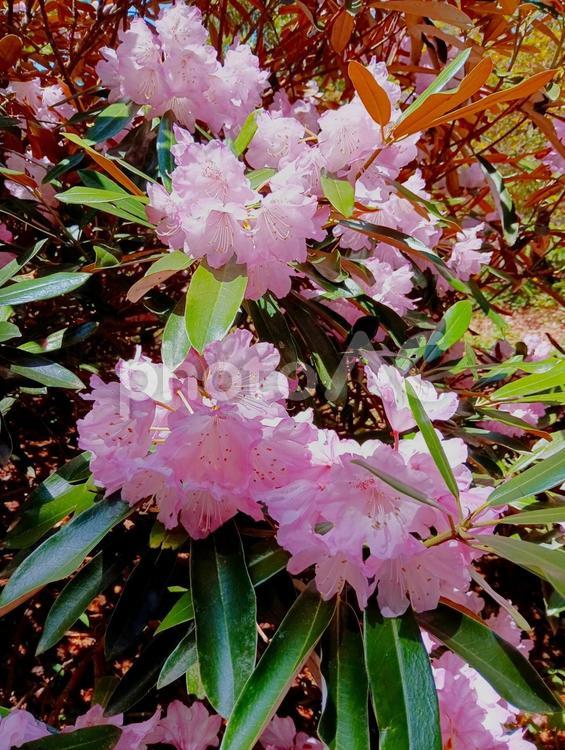 シャクナゲ　赤城自然園　群馬県渋川市 シャクナゲ,花,ピンクの写真素材