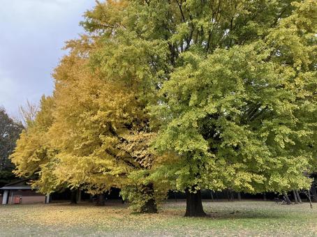 大きな木の写真