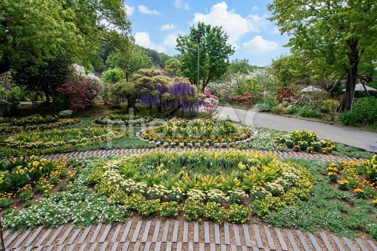 黄色い花 足利フラワーパーク,春,フラワーガーデンの写真素材