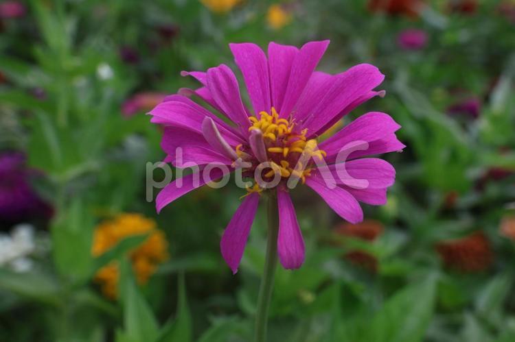 東京都国営昭和記念公園のコスモス 東京,国営昭和記念公園,昭和記念公園の写真素材