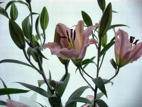 ユリの花-4 ユリの花-4の写真