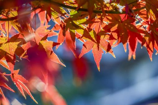 Photo, autumn leaves, maple, red, 