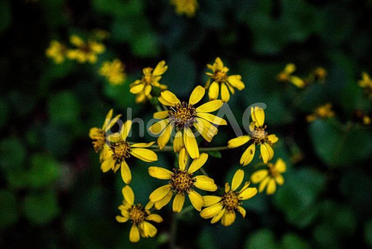 ＜五島の風景＞鐙瀬のツワブキの花 花,植物,ツワブキの写真素材