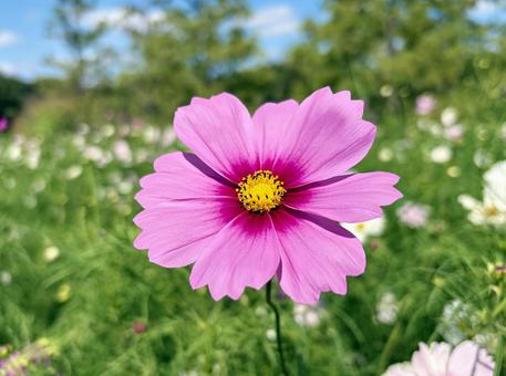 ピンク色のコスモス ピンク色のコスモス コスモス,フラワー,秋の写真素材