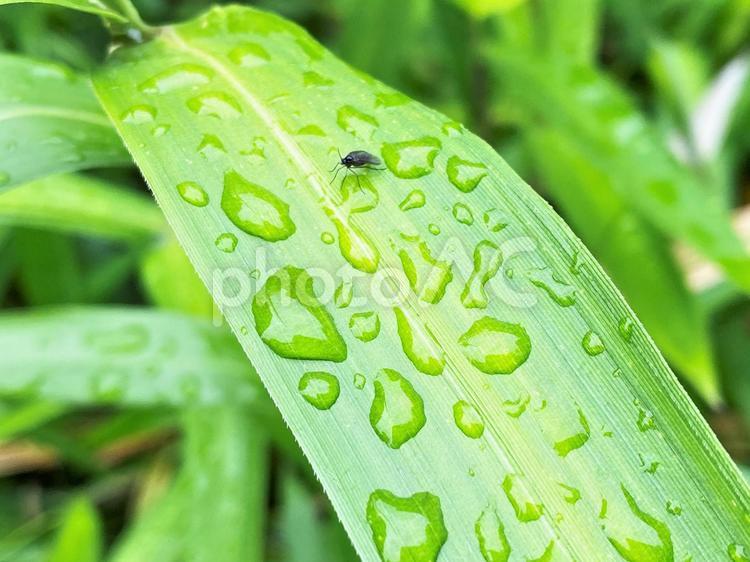 葉っぱの上に乗る小さな虫と水玉 葉っぱ,緑,虫の写真素材