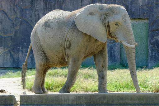 動物園のぞう 動物園のぞう 上野動物園,動物園,アフリカゾウの写真素材
