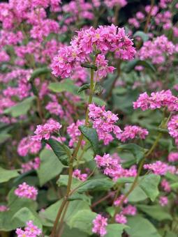 赤ソバの花の写真