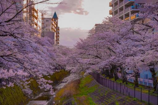夕陽に染まる乞田川桜 夕陽に染まる乞田川桜 桜,夕陽,反射の写真素材