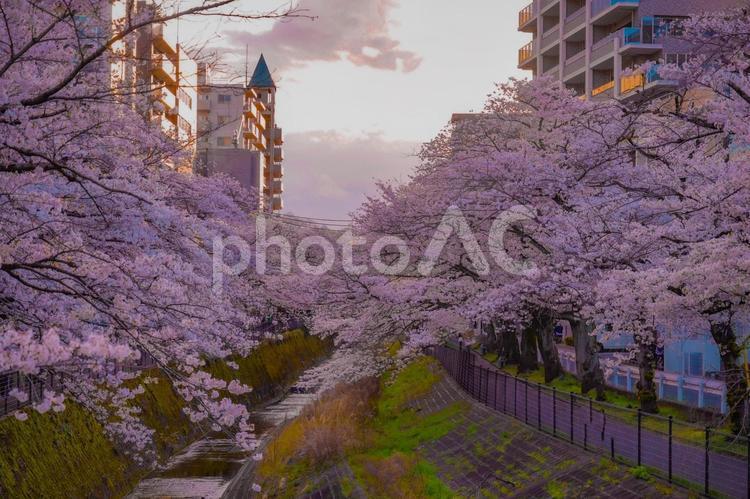 夕陽に染まる乞田川桜 桜,夕陽,反射の写真素材
