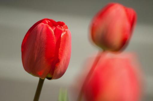 チューリップの写真