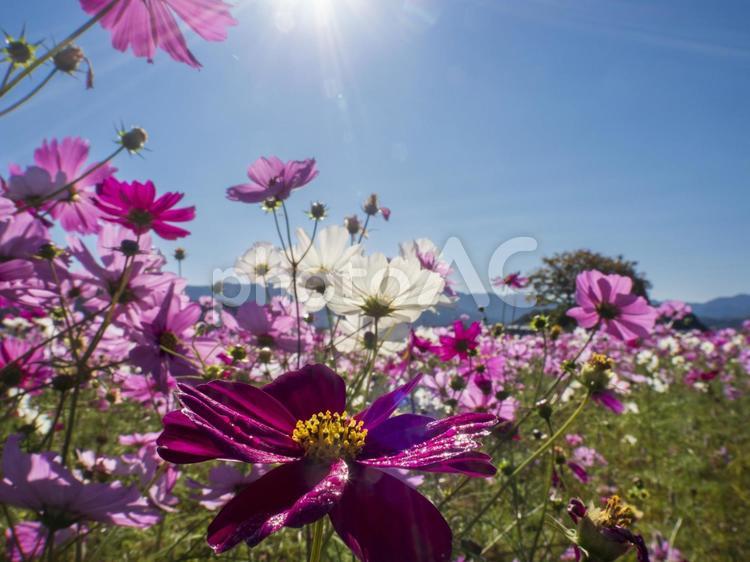 太陽の下のコスモス畑 コスモス,こすもす,秋桜の写真素材