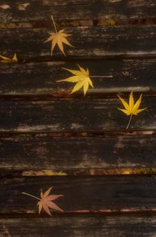 秋:紅葉10 秋:紅葉10の写真