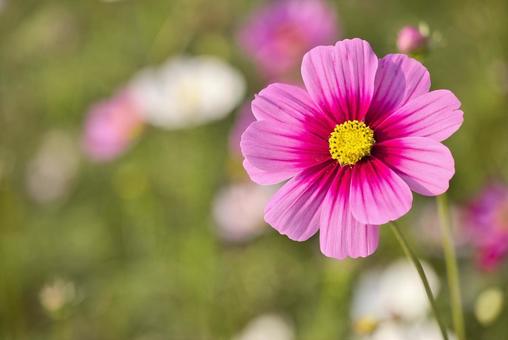 深秋の香り秋桜 深秋の香り秋桜の写真