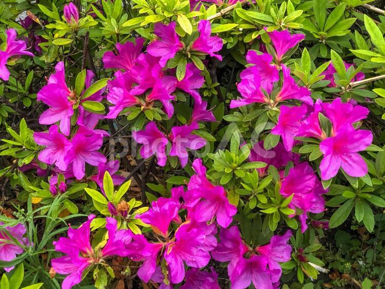 雨上がりのツツジ ツツジ,花,植物の写真素材
