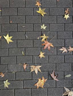 色とりどりの落ち葉 色とりどりの落ち葉 葉,落ち葉,落葉の写真素材