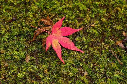苔の上に落ちた紅葉 苔の上に落ちた紅葉 紅葉,秋,自然の写真素材