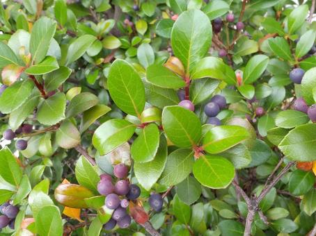 葉 葉,葉っぱ,緑の写真素材