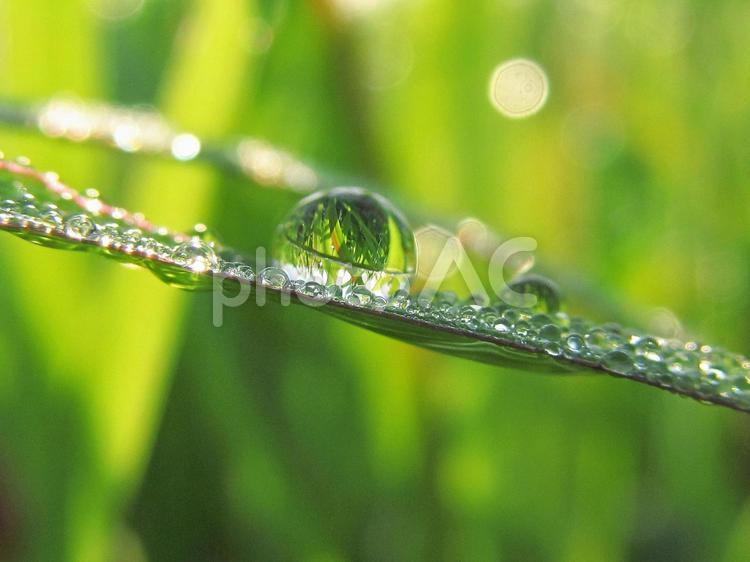 水滴と緑の葉と朝日（Water drops） 水滴,すいてき,しずくの写真素材
