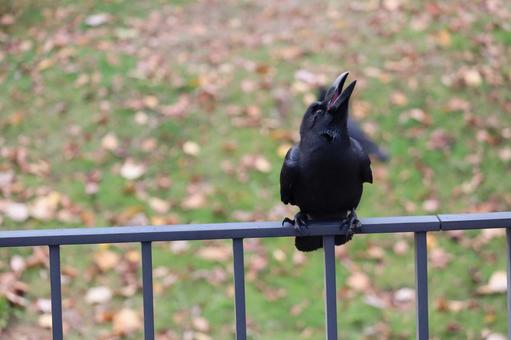 カラス 鳥,野鳥,野生の写真素材