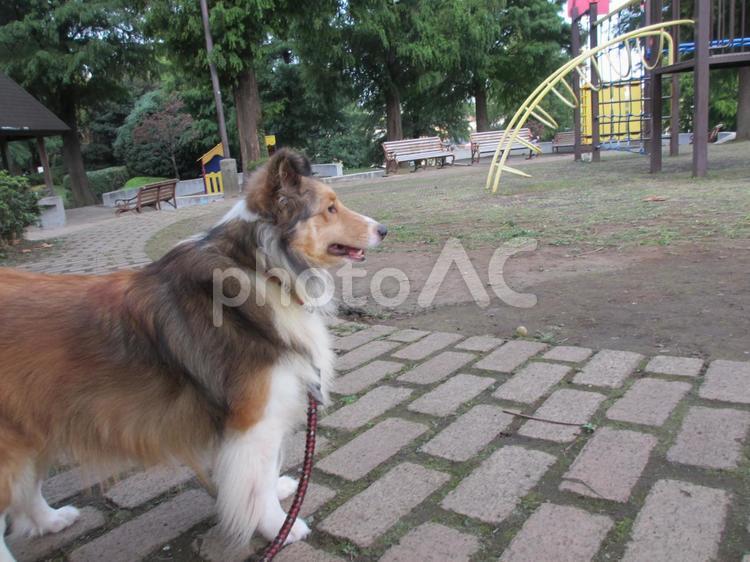 シェルティのアンジーちゃん シェットランドシップ,公園,散歩の写真素材
